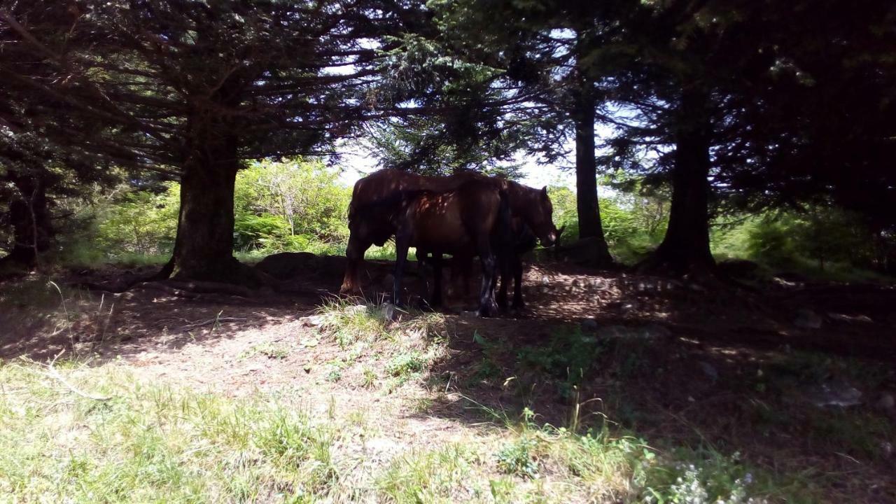 Casa Millin Daire Borzonasca Dış mekan fotoğraf